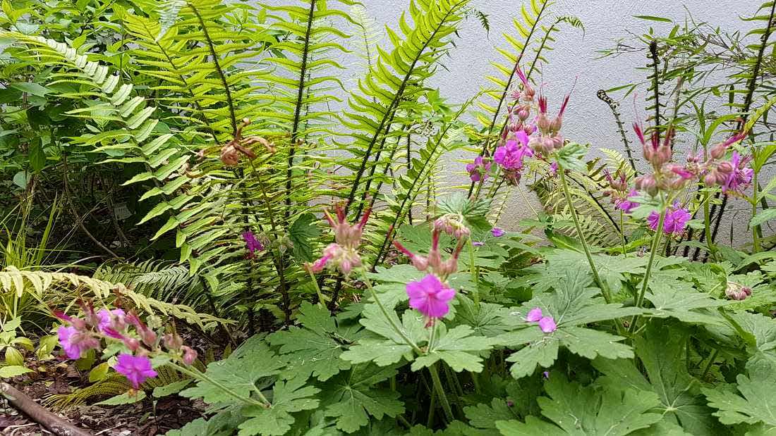 Végétation du jardin